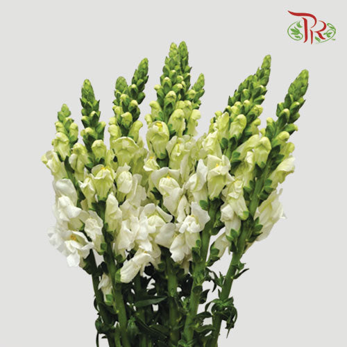 Snapdragon - White (10 Stems)-White-China-prflorist.com.my