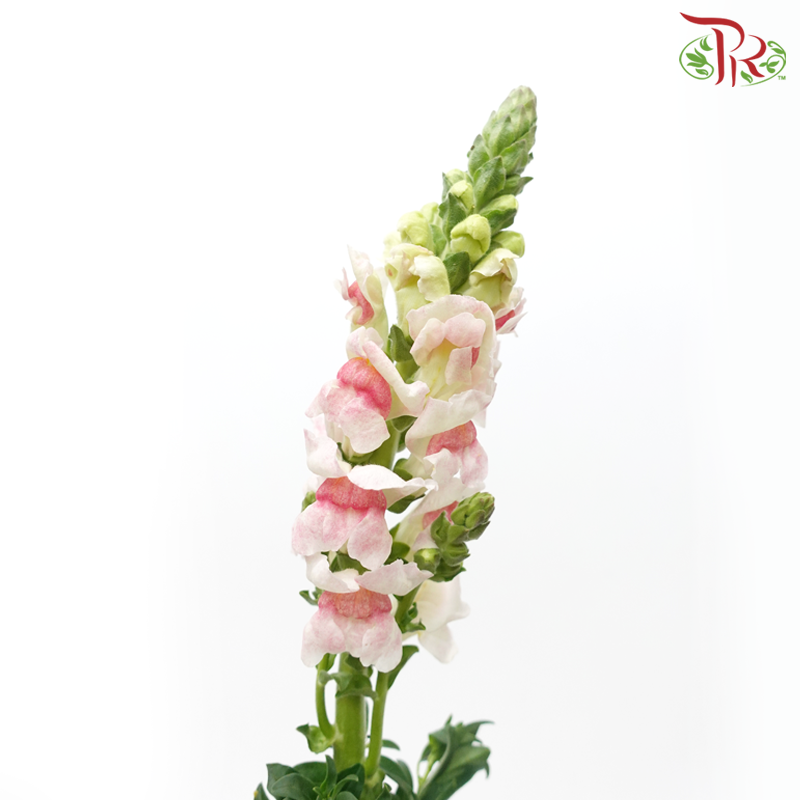 Snapdragon - White With Light Pink (10 Stems)-White With Light Pink-China-prflorist.com.my