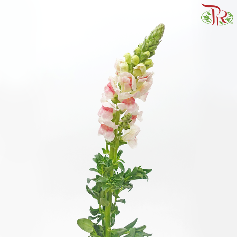 Snapdragon - White With Light Pink (10 Stems)-White With Light Pink-China-prflorist.com.my