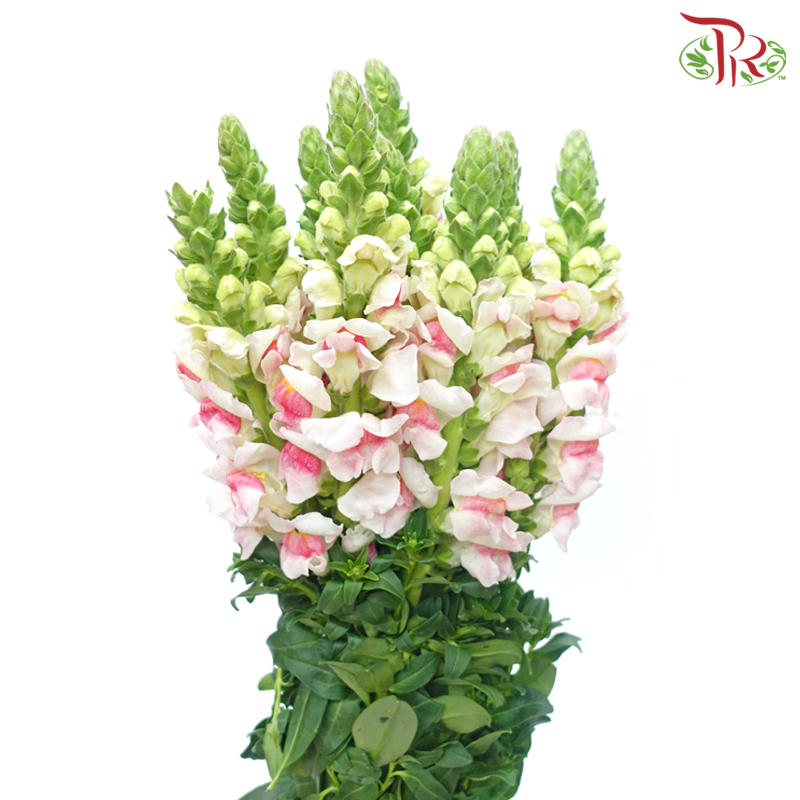 Snapdragon - White With Light Pink (10 Stems)-White With Light Pink-China-prflorist.com.my