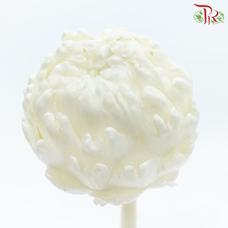 Snow Lotus - White (Per Stem)-White-China-prflorist.com.my