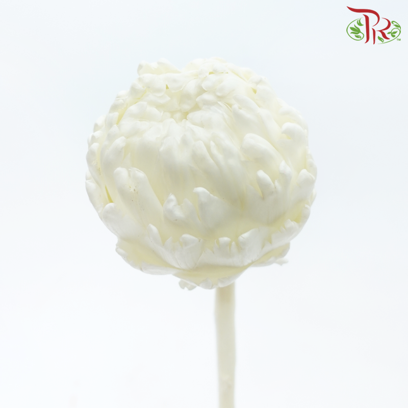 Snow Lotus - White (Per Stem)-White-China-prflorist.com.my