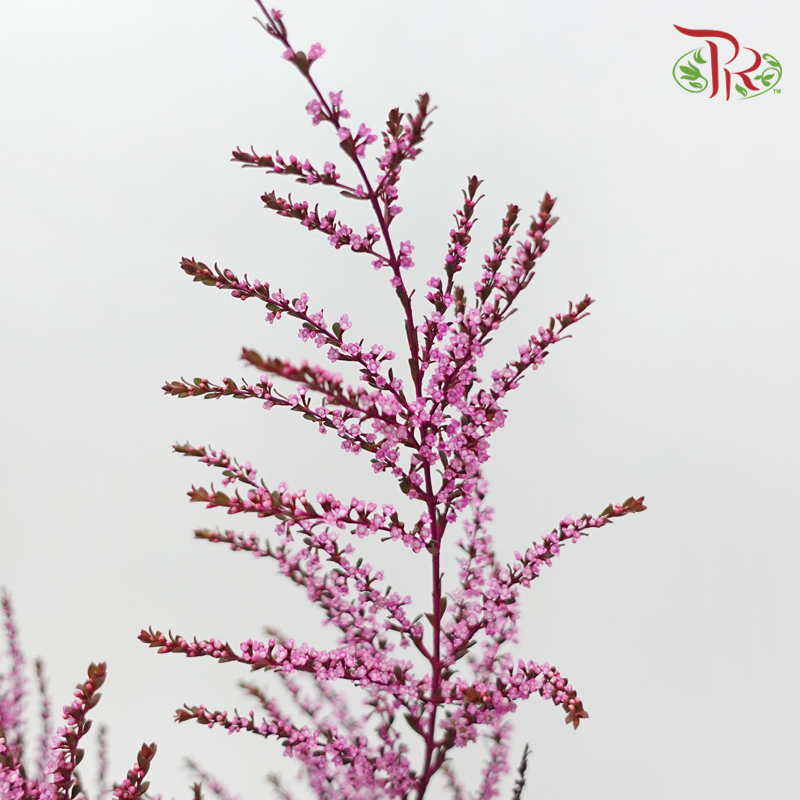 Snow Plum - Cherry Pink (Per Bunch)-Pink-China-prflorist.com.my