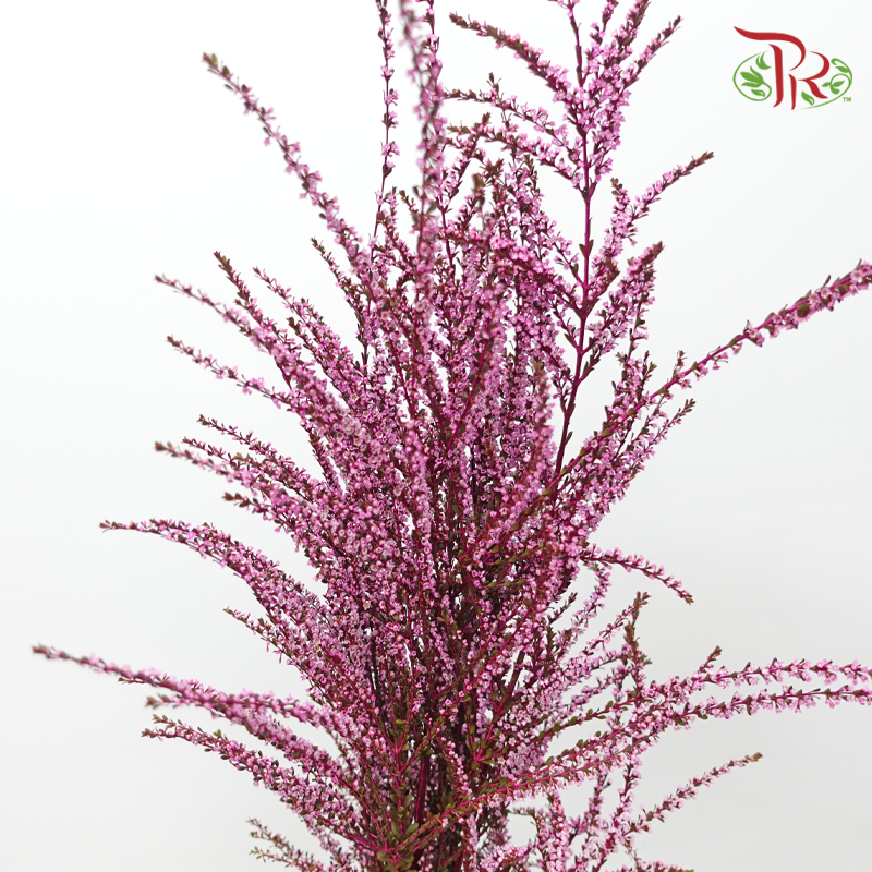 Snow Plum - Cherry Pink (Per Bunch)-Pink-China-prflorist.com.my