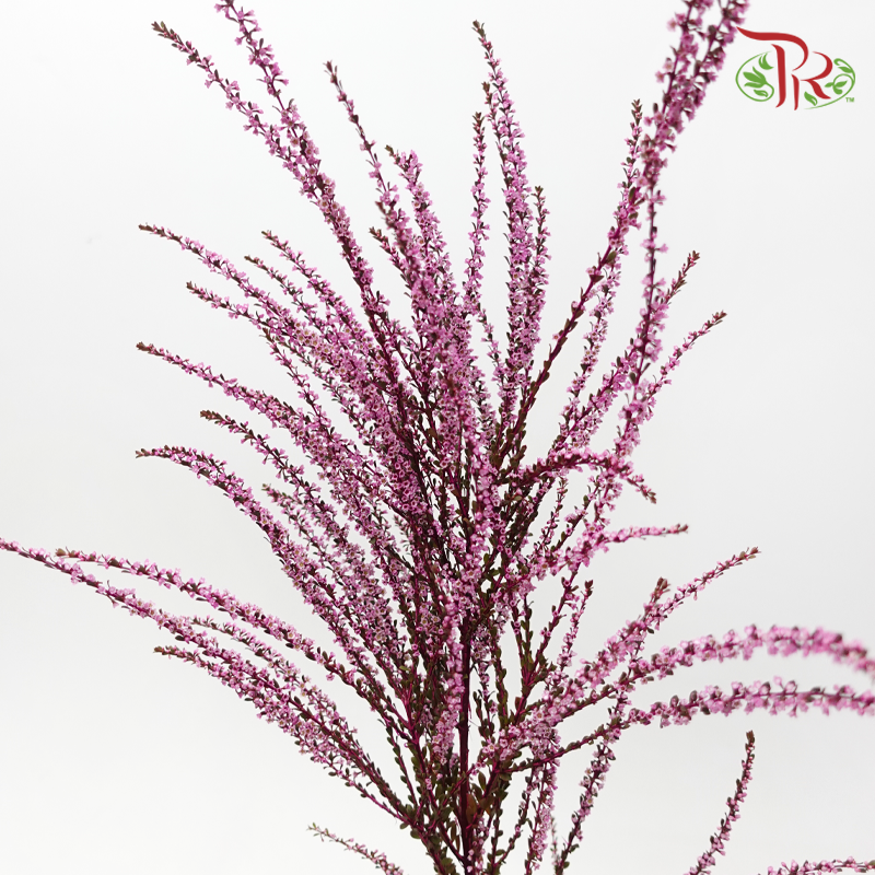 Snow Plum - Cherry Pink (Per Bunch)-Pink-China-prflorist.com.my