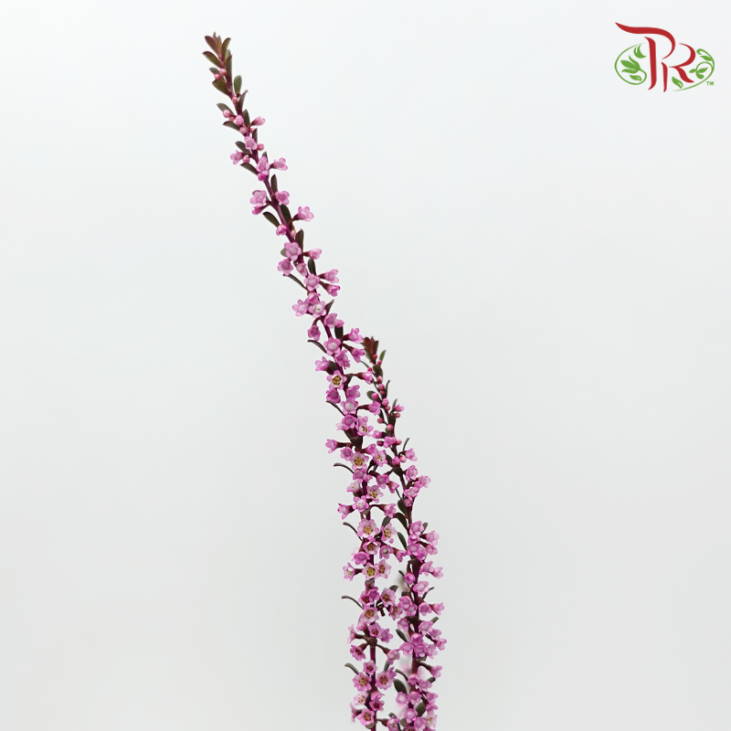 Snow Plum - Cherry Pink (Per Bunch)-Pink-China-prflorist.com.my