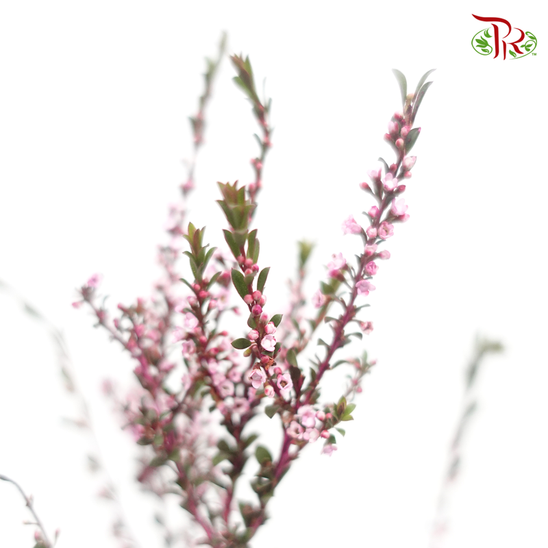 Snow Plum - Hot Pink (Per Bunch)-Pink-China-prflorist.com.my