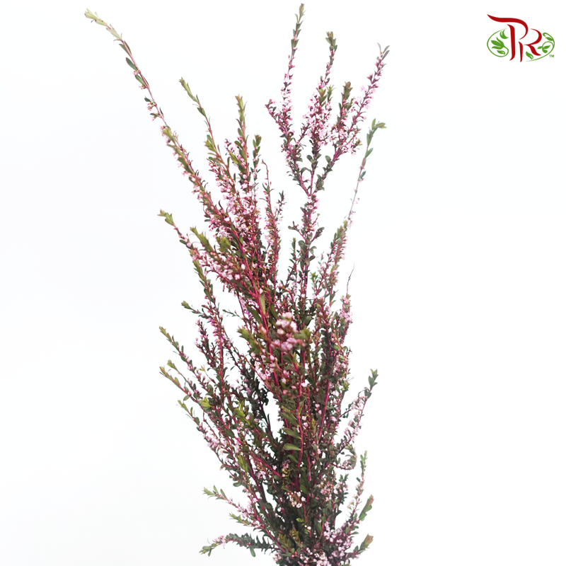 Snow Plum - Hot Pink (Per Bunch)-Pink-China-prflorist.com.my