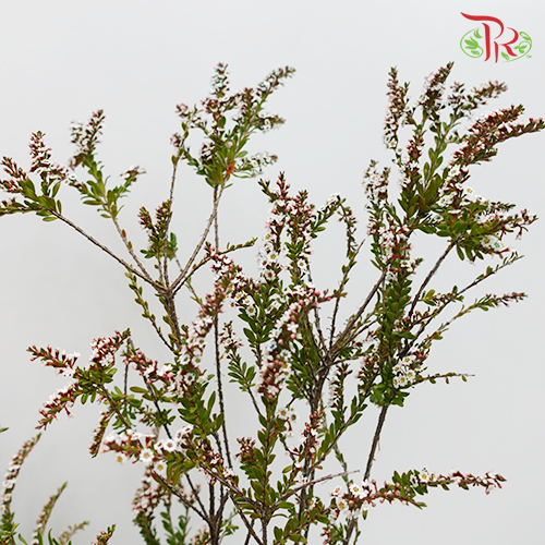 Snow Plum - Pink (Per bunch)-Pink-China-prflorist.com.my