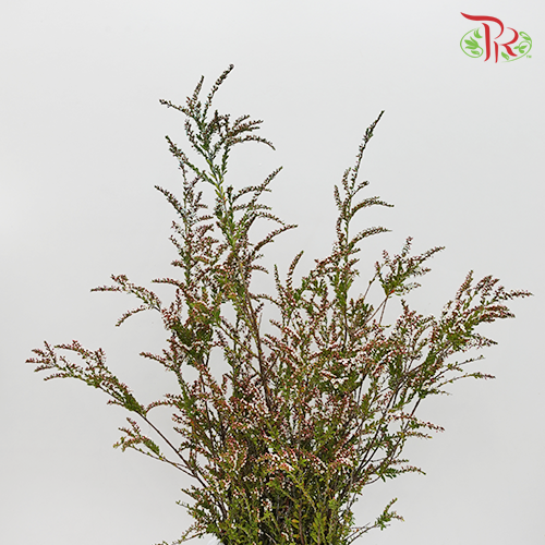 Snow Plum - Pink (Per bunch)-Pink-China-prflorist.com.my