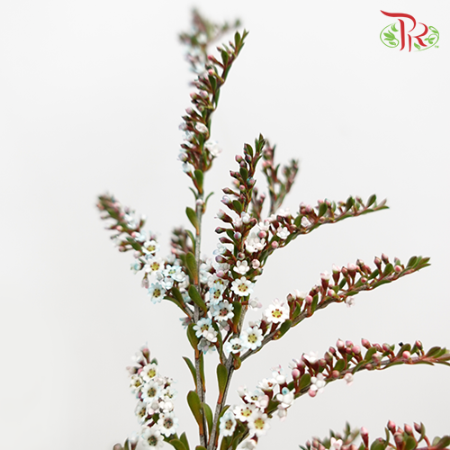 Snow Plum - White (Per Bunch)-White-China-prflorist.com.my