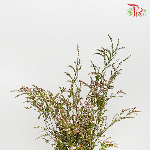 Snow Plum - White (Per Bunch)-White-China-prflorist.com.my