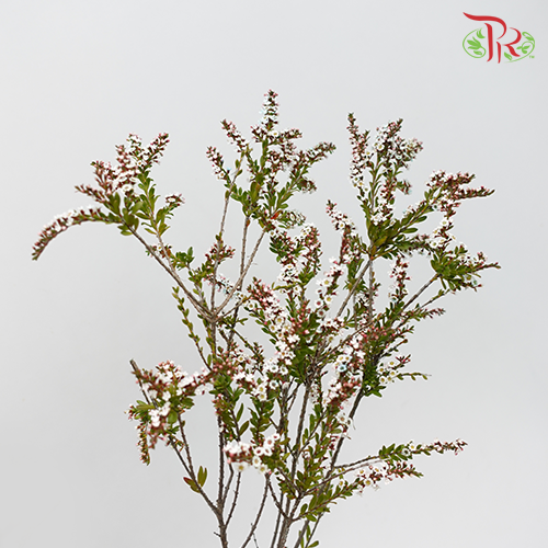 Snow Plum - White (Per Bunch)-White-China-prflorist.com.my