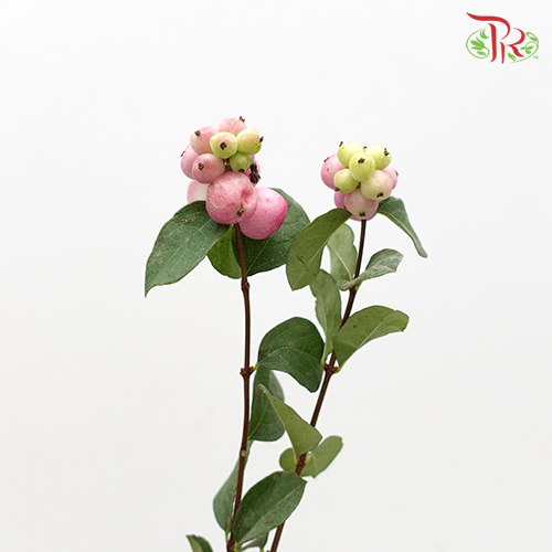 Snowberry Symphoricarpos - Pink (Per Bunch)-Pink-China-prflorist.com.my