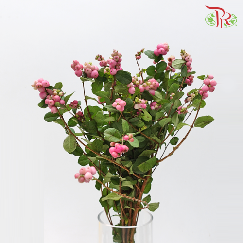Snowberry Symphoricarpos - Pink (Per Bunch)-Pink-China-prflorist.com.my