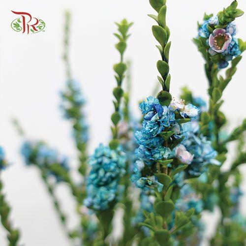 Snowflake Double - Blue (Per Bunch)-Blue-China-prflorist.com.my