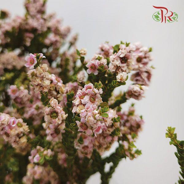 Snowflake Double- Light Pink (Per Bunch)-Pink-China-prflorist.com.my