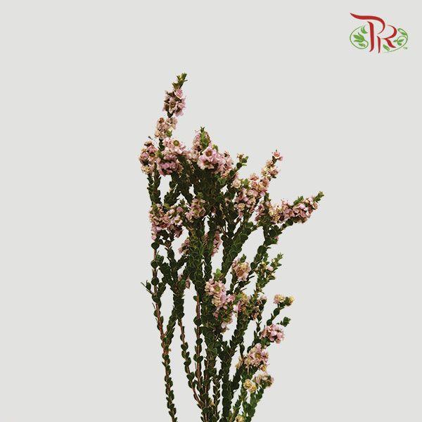 Snowflake Double- Light Pink (Per Bunch)-Pink-China-prflorist.com.my