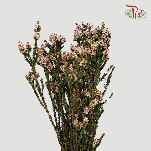 Snowflake Double- Light Pink (Per Bunch)-Pink-China-prflorist.com.my