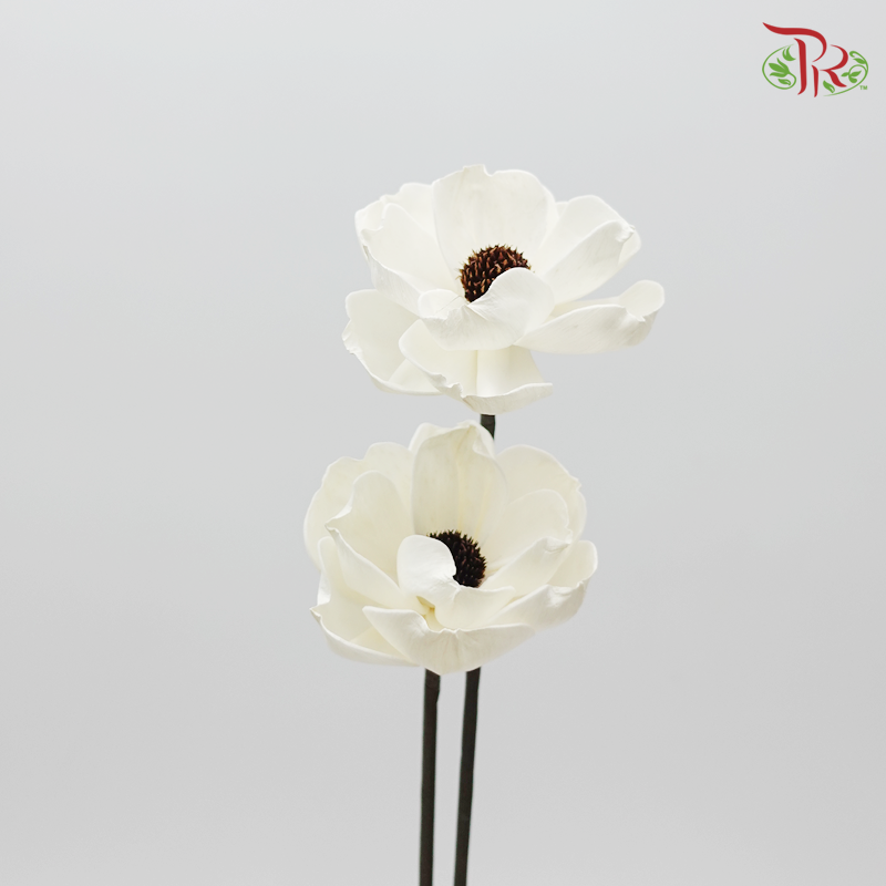 Sola Anemone Preservative ( 2 pcs ) ( 3238-0-010 )-White-Japan-prflorist.com.my