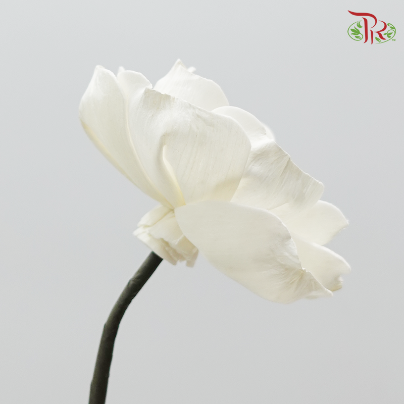 Sola Anemone Preservative ( 2 pcs ) ( 3238-0-010 )-White-Japan-prflorist.com.my