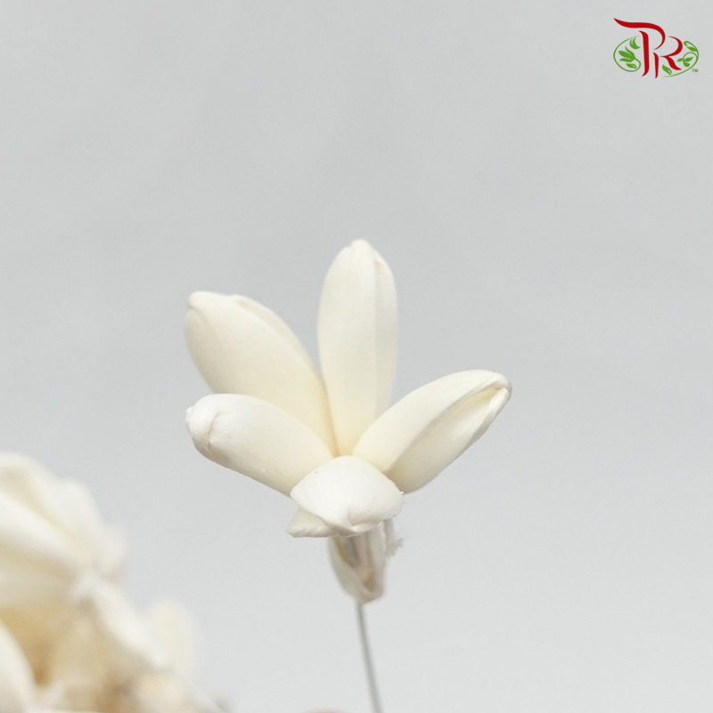Sola Jasmine Preservative - White ( 3281-0-010 )-White-Japan-prflorist.com.my