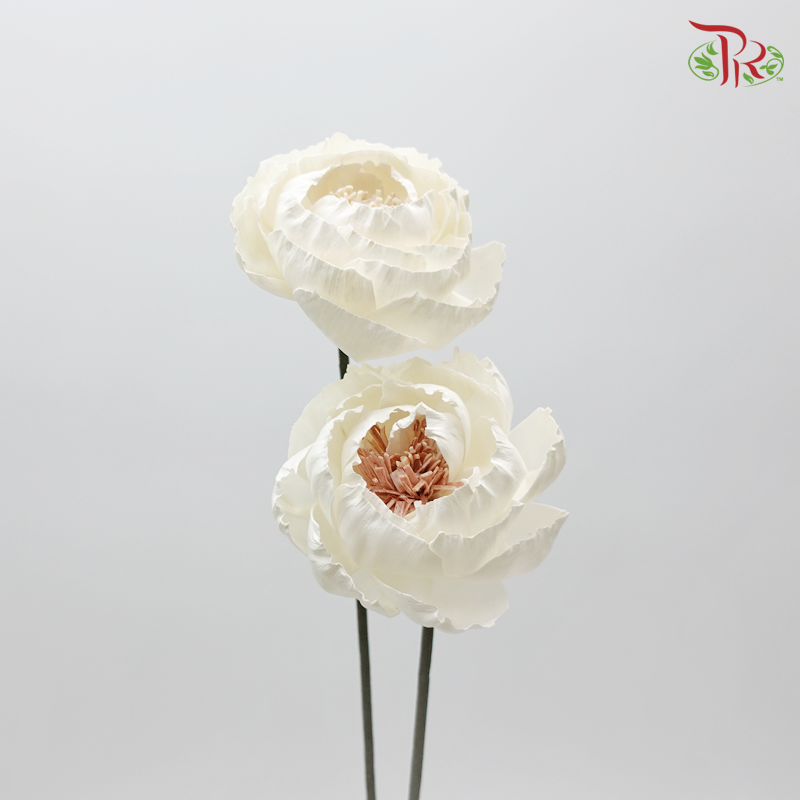Sola Peony Preservative ( 2pcs ) ( 3235-0-010 )-White-Japan-prflorist.com.my
