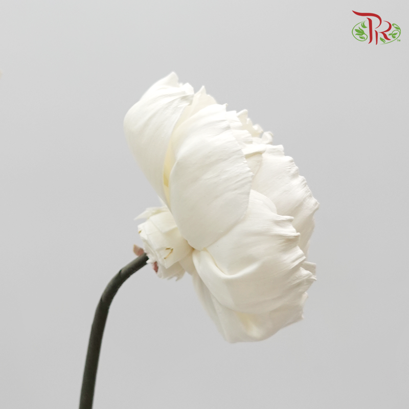 Sola Peony Preservative ( 2pcs ) ( 3235-0-010 )-White-Japan-prflorist.com.my