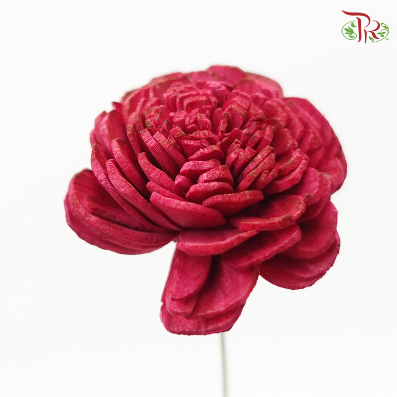 Sola Rose Small Preservative ( 10pcs ) ( 3208-1-470 )-Red-Japan-prflorist.com.my