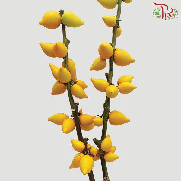 Solanum Mammosum Long - Per Stem-Yellow-Malaysia-prflorist.com.my