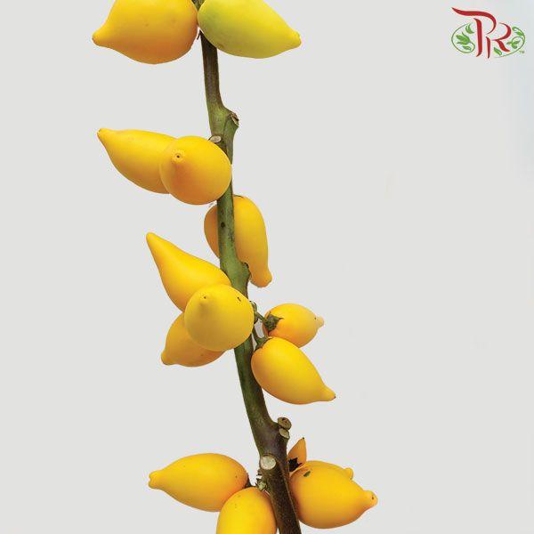 Solanum Mammosum Long - Per Stem-Yellow-Malaysia-prflorist.com.my