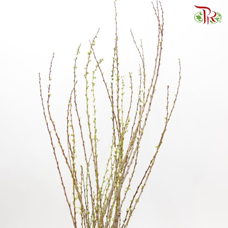Sorbaria Sorbifolia - (Per Bunch) - Pudu Ria Florist