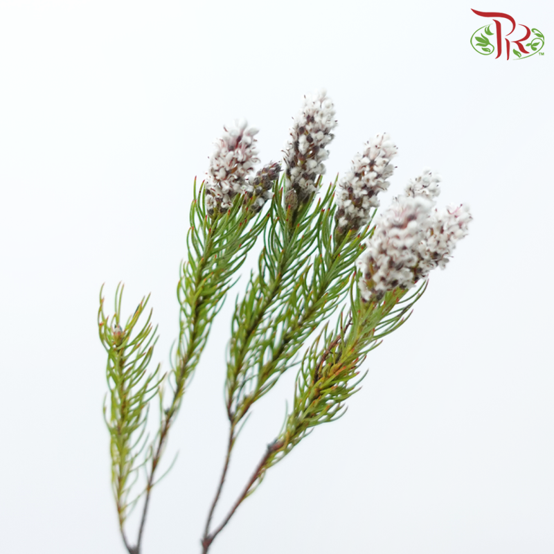 Spatalla Curvifolia - (10 Stems)-Africa-prflorist.com.my