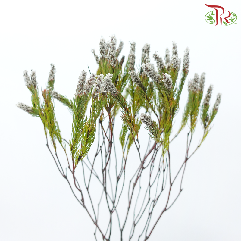 Spatalla Curvifolia - (10 Stems)-Africa-prflorist.com.my