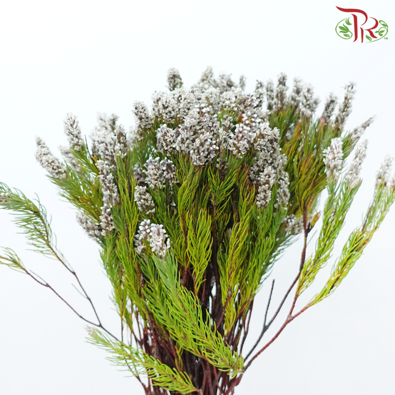 Spatalla Curvifolia - (10 Stems)-Africa-prflorist.com.my