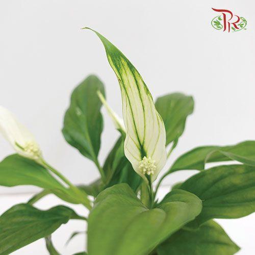 Spathiphyllum Pearl Cupido  《白掌》