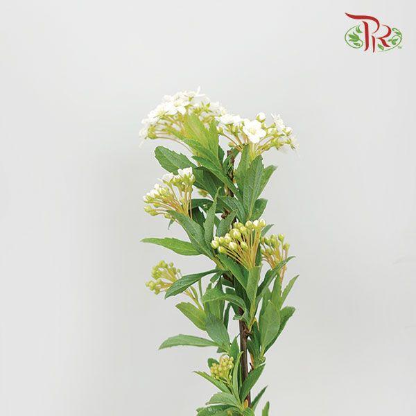 Spiraea Flower Double 《绣线菊》