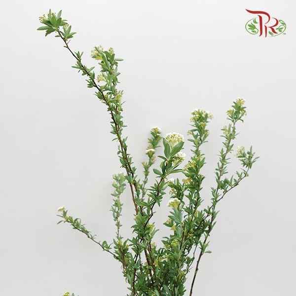 Spiraea Flower Double 《绣线菊》