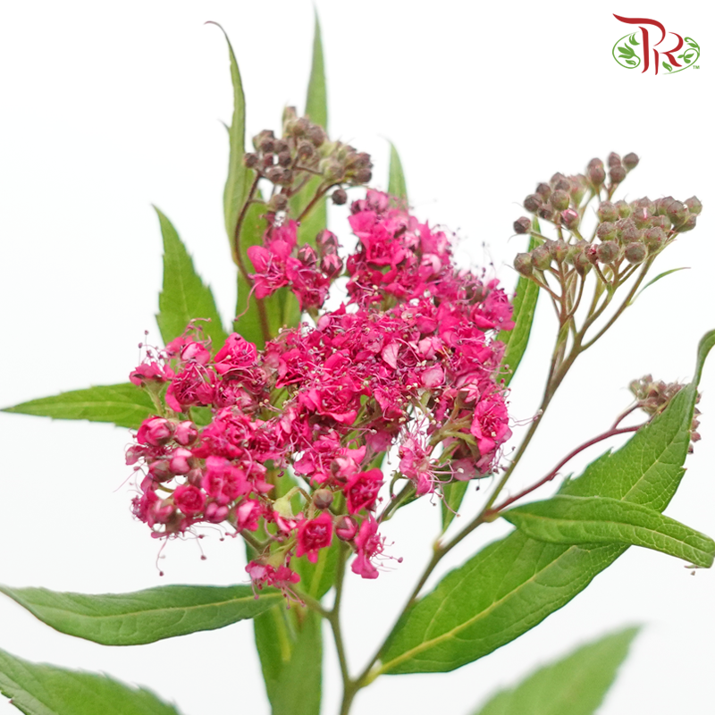 Spiraea Wild - Pink (Per Bunch)-Pink-China-prflorist.com.my