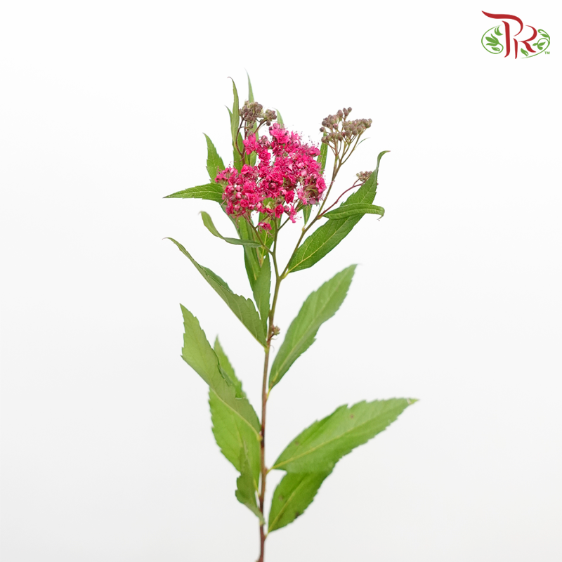 Spiraea Wild - Pink (Per Bunch)-Pink-China-prflorist.com.my