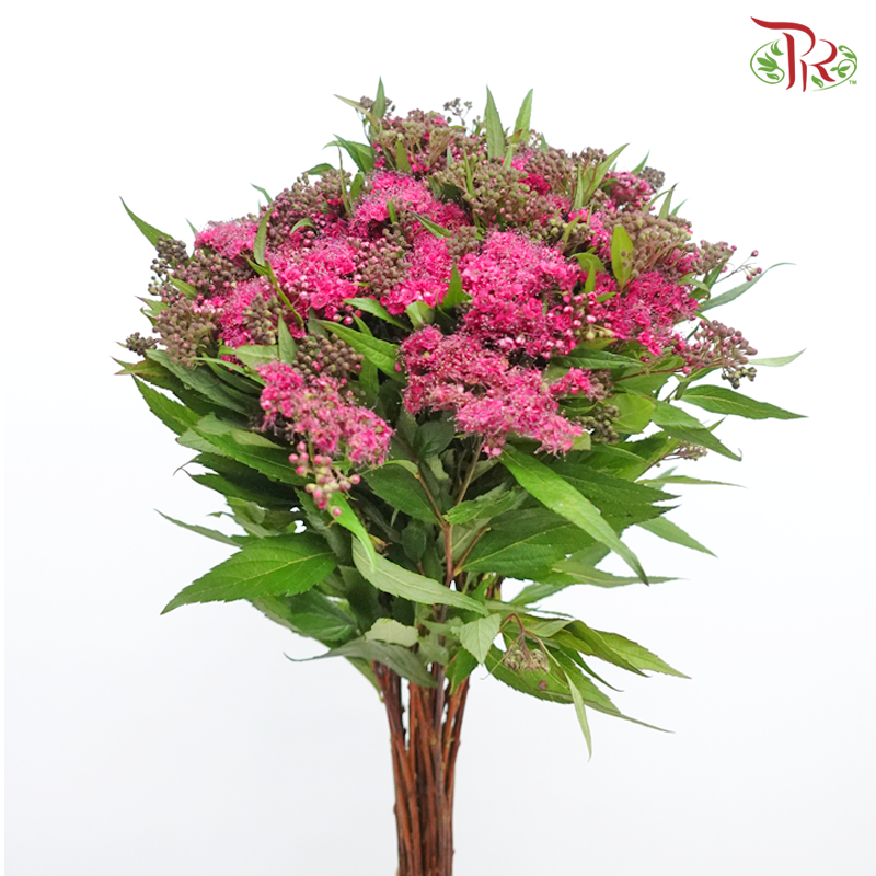 Spiraea Wild - Pink (Per Bunch)-Pink-China-prflorist.com.my