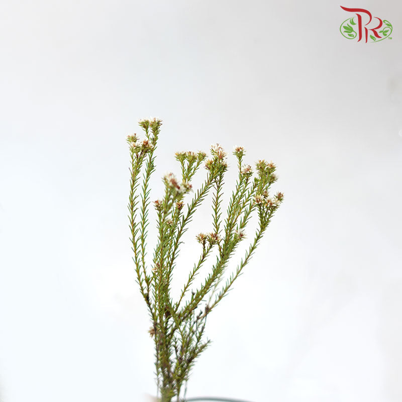 Staavia - (Per Bunch)-White-Africa-prflorist.com.my