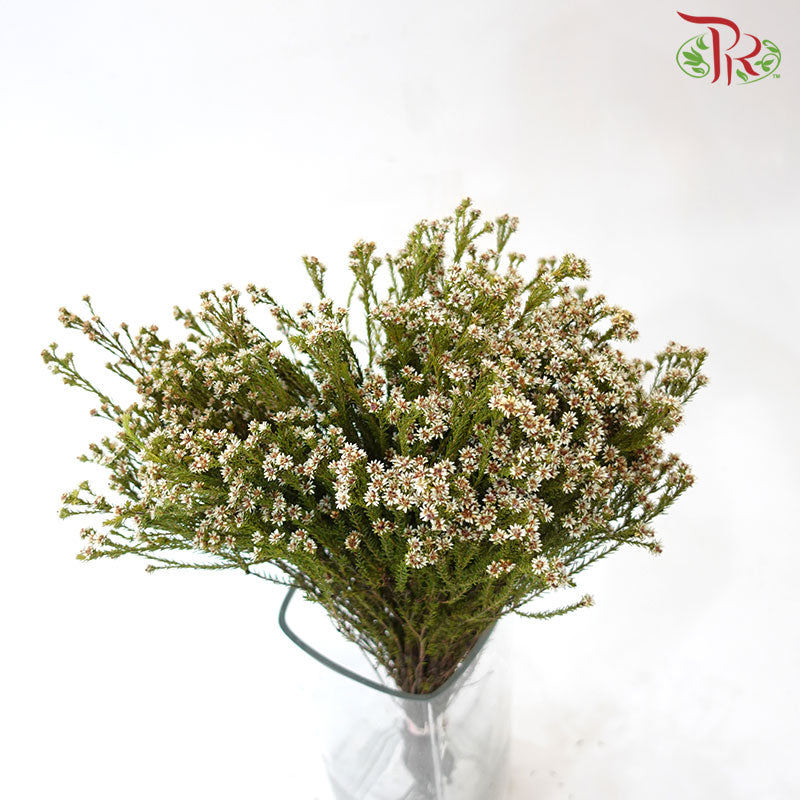 Staavia - (Per Bunch)-White-Africa-prflorist.com.my