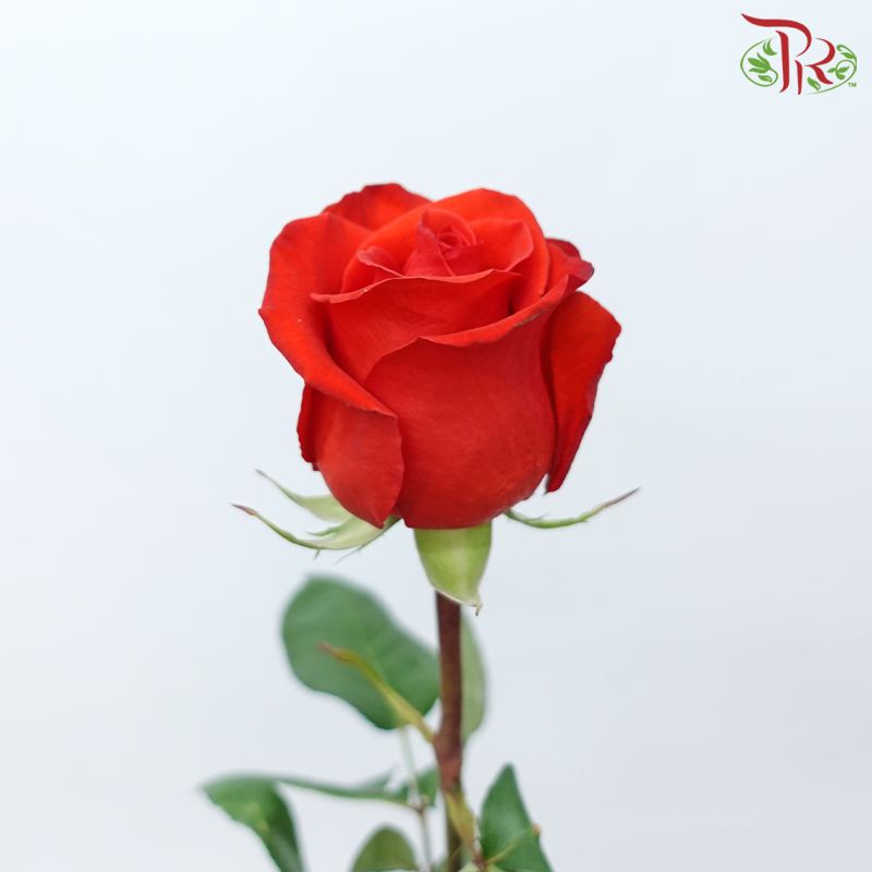 Star (50cm) - Orange Bowl (25 Stems)-Orange Bowl-Ecd-prflorist.com.my