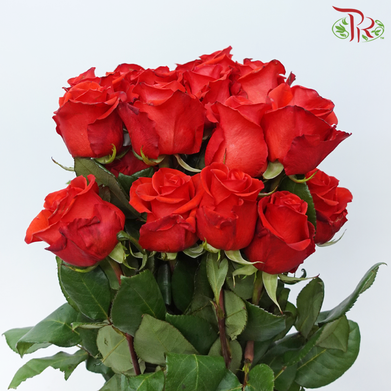 Star (50cm) - Orange Bowl (25 Stems)-Orange Bowl-Ecd-prflorist.com.my