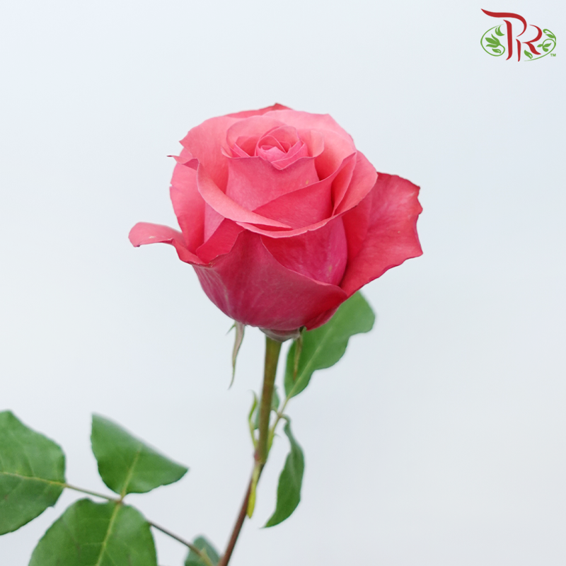 Star (50cm) - Pink Love (25 Stems)-Pink-Ecd-prflorist.com.my