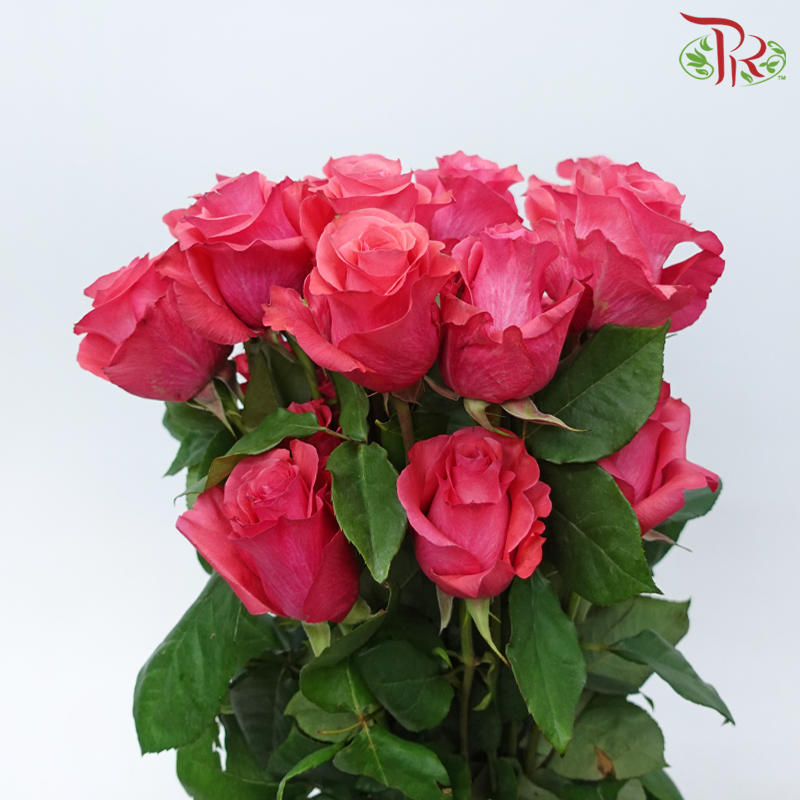 Star (50cm) - Pink Love (25 Stems)-Pink-Ecd-prflorist.com.my