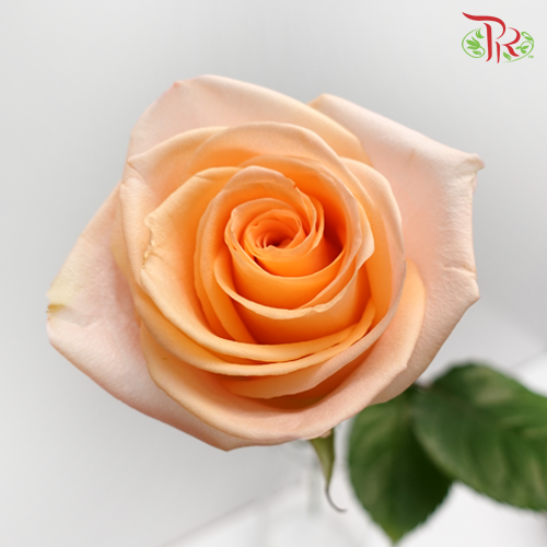 Star (50cm) - Rose Peach Wave (25 Stems)-Ecd-prflorist.com.my