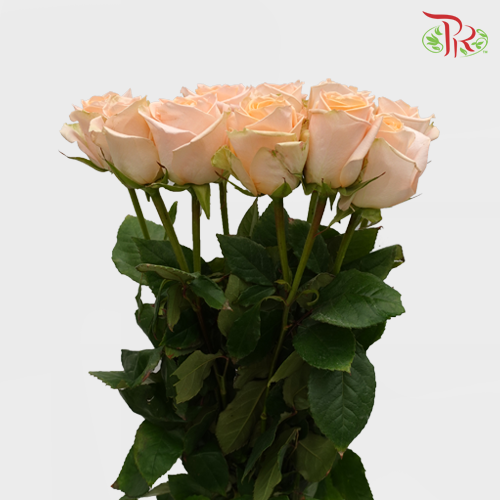 Star (50cm) - Rose Peach Wave (25 Stems)-Ecd-prflorist.com.my