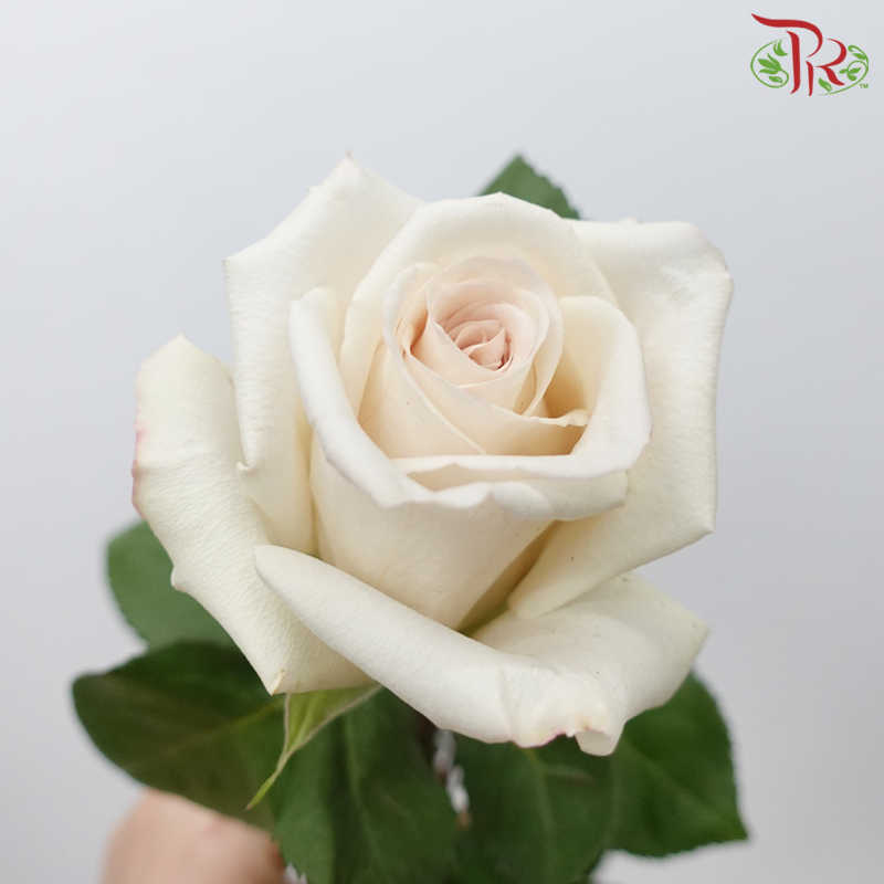 Star (50cm) - Rose Sand Castle (25 Stems)-Sand Castle-Ecd-prflorist.com.my